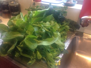 How amazing do these freshly picked greens look???