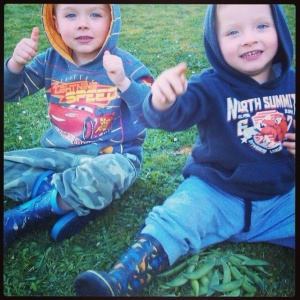 My gorgeous boys, so excited with their pea picking efforts today, bless them